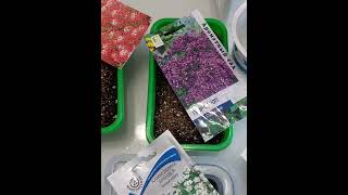 Посев цветов. Бакопа, лобулярия, гелиотроп и многолетники