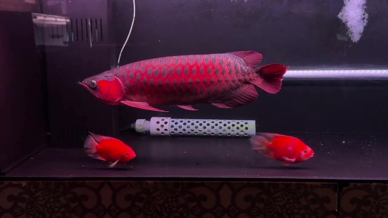 0107キングコングキングコングRed±58cmV7