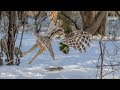 Barred Owl Hunting a Chipmunk - Epic Pursuit in Daylight (Graphic)