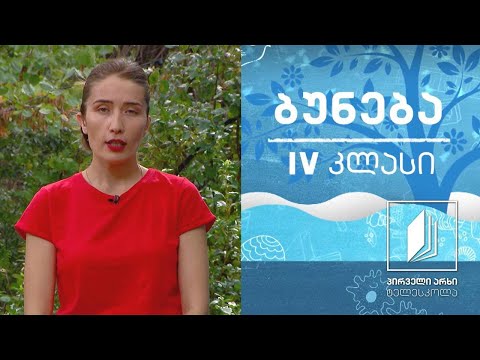 ბუნება, IV კლასი - უხერხემლო ცხოველები #ტელესკოლა