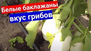 Баклажаны для шашлыка и со вкусом грибов. Лучшие синенькие для выращивания в огороде.