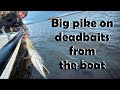 Big Pike On Deadbaits From The Boat | Winter Pike Fishing In Scotland