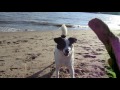 Border Collie Mix Jack Russell Terrier Lotta Hamburg Övelgönne Tag am Strand