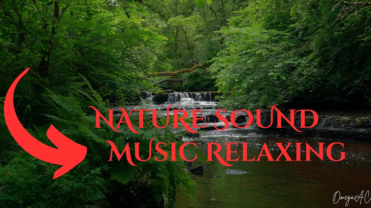 Relaxing Nature Sounds 🌿 Peaceful Forest Ambience for Deep Sleep ...