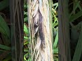 Mutterkorn- Claviceps purpurea Teil 1 (von 3) #mushroom #pilze #nature #naturelovers