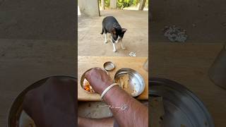 Alligatorgar 🐊 ku place chnage pana porom makalaye ❌#pets #petshorts #catsvideo #cats #catshorts