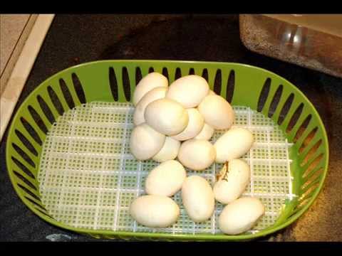 ***BIG NEWS*** MEDUSA'S EGGS ARE HERE!!!!!!!!!!!!!!