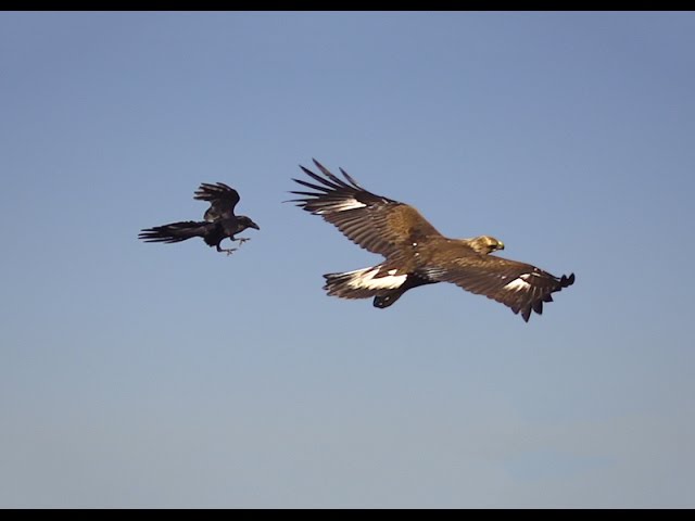 Águila real huye de 2 cuervos - YouTube