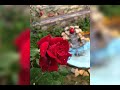اجمل ورود الجوري من حديقتي اجمل اغنية هندية تسمعهة بحياتك انوشكا شورما