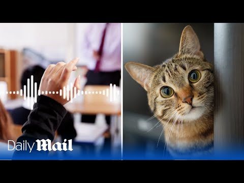 Teacher scolds girl for calling identifying as a cat ‘insane’ in secret recording