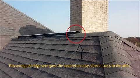 Red Squirrels in Attic