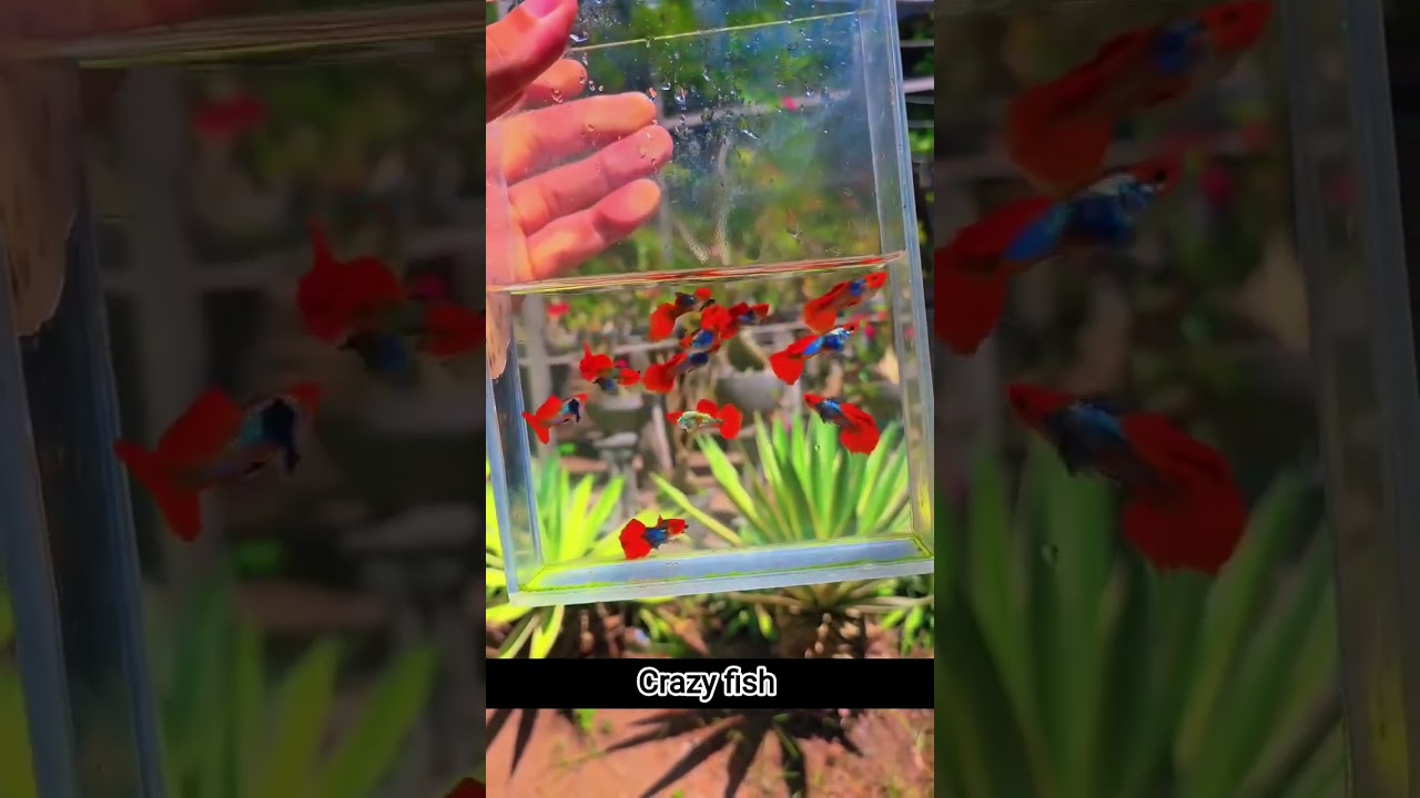 Compilado dos nossos videos atualizados em 2026 😍😍😍😍