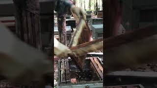 Fresh Pure Honey Harvest / Golden Honey Flow 🍯🐝 #shorts