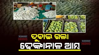 Amrapali Mangoes From Dhenk Head To Dubai