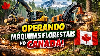 OPERAÇÃO HARVESTER JOHN DEERE 803MH | CANADA | ONTARIO
