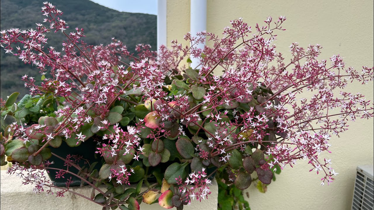 Flowers,Garden YouTube