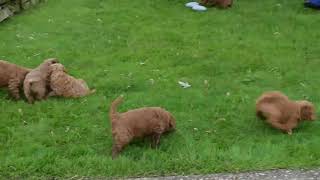 F1B Miniature Goldendoodle Puppies For Sale