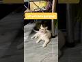 Wanted Something Else… But Poverty Said “Take a Cat” 😂