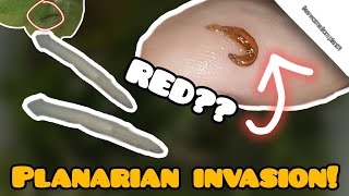 I Wanted Plants... Alien Worm Invasion