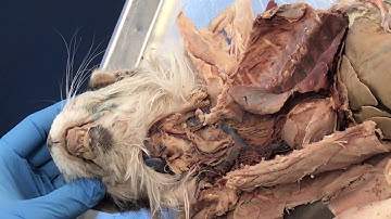 Simpson A&P 2 Cat Dissection Respiratory and Digestive Systems