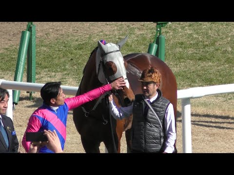 メイショウタバル、つばき賞の口取り。現地映像、京都競馬場。