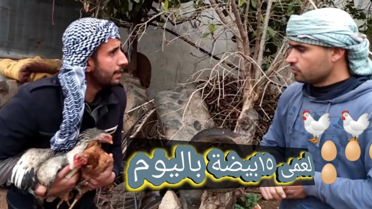 كوميديا عفرين| تجارة افضل انواع الدجاج البلدي| 🐔🥚