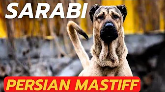 SARABI DOG - THE PERSIAN MASTIFF