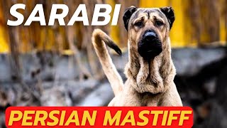 SARABI DOG - THE PERSIAN MASTIFF by DogCastTv 2,091 views 4 months ago 7 minutes, 15 seconds