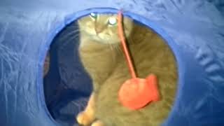 Bobs new house by Streetcat TV 1,468 views 6 years ago 27 seconds