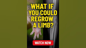 Can Humans Regrow Limbs Like Lizards?