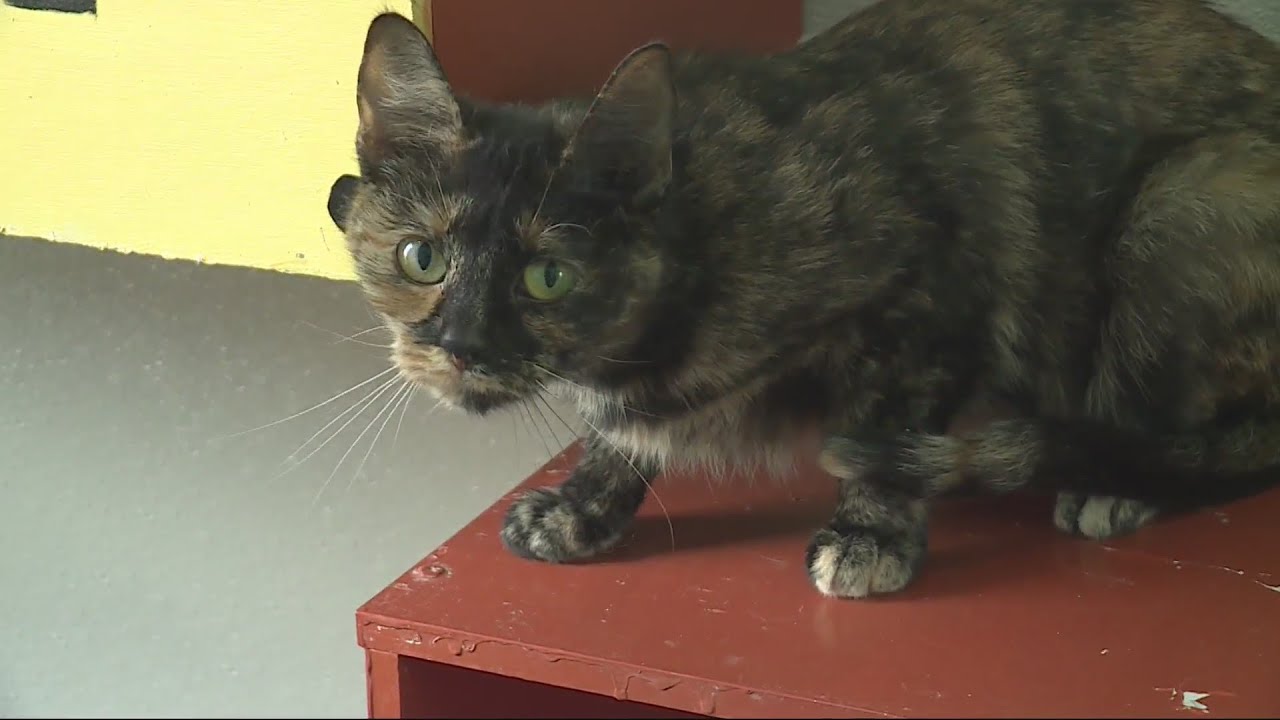 West Des Moines city council ends partnership with Furry Friends Refuge