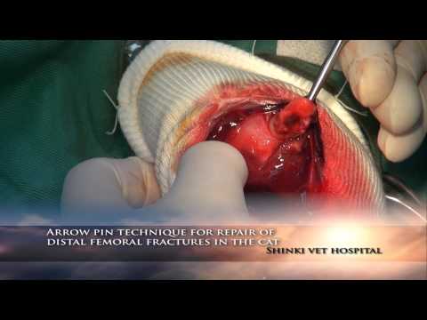 Arrow-pin Technique For Repair Of Distal Femoral Fractures In The Cat.flv