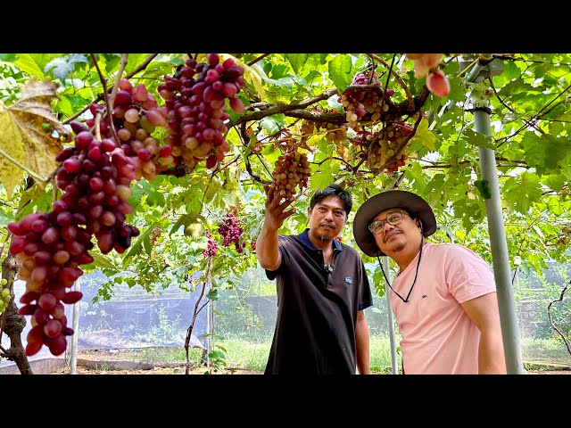 Dating Grab Driver, Kitang-kita ang Asenso sa Grapes Vineyard at Calamansi Farming! class=