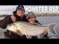 Speedfishing For Monster Asp | Westin Fishing