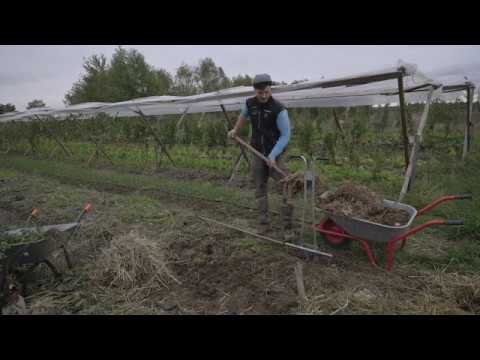 Video: Die Verwendung Von Eisensulfat Im Gartenbau: Bearbeitung Des Gartens Im Herbst Und Besprühen Von Bäumen Im Frühjahr. Wie Züchte Ich Es? Anleitung Und Proportionen