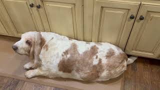 The Devil Done Bowed His Head.