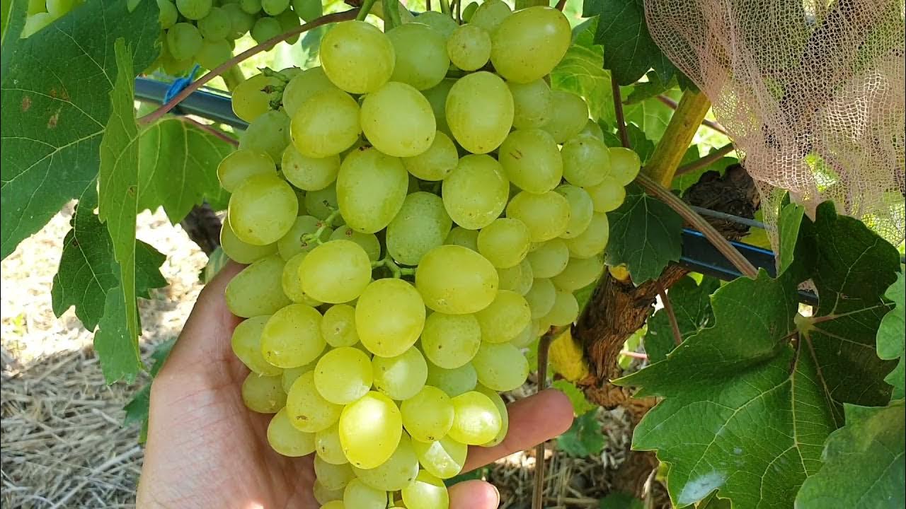 Виноград цимус описание сорта фото отзывы