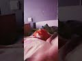 pls