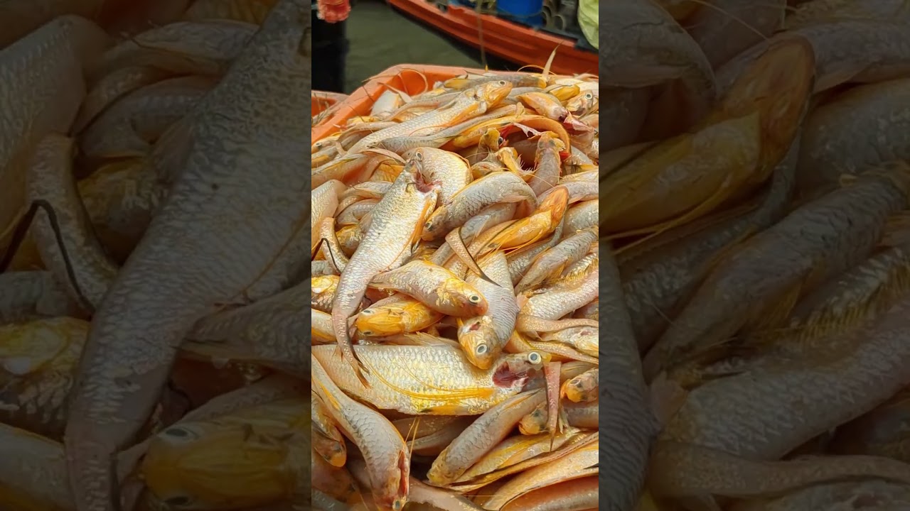 Exploring the Sundarbans on a Scooty Along the Matla River ||  