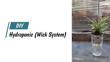 Hydroponic Wick System | A Guide How to Make and Plant Care | HIDROGANIK