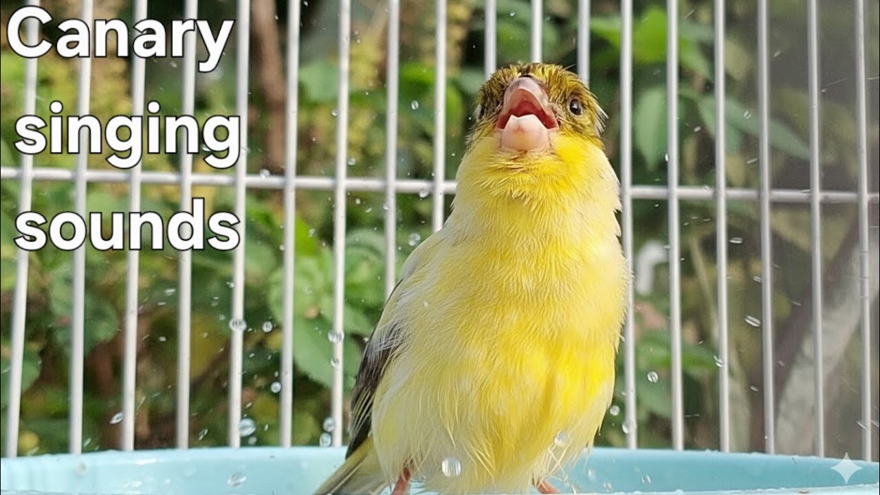 Canary singing sounds,  American canary singing so funny in the morning. 