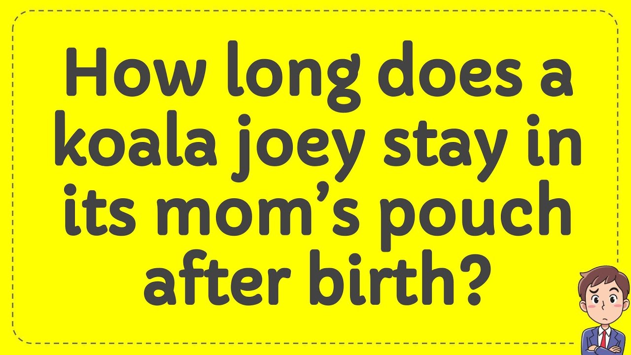 How long does a koala joey stay in its mom’s pouch after birth? YouTube