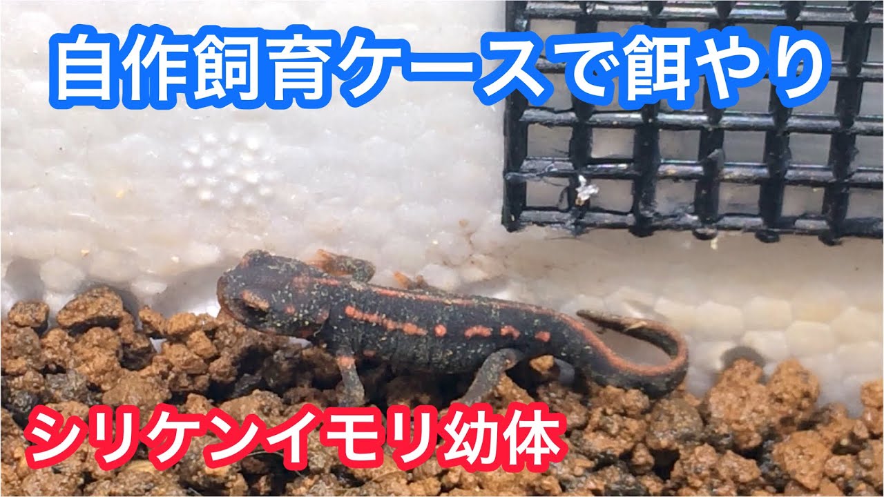 イモリ幼体 自作飼育ケース で餌やり Youtube