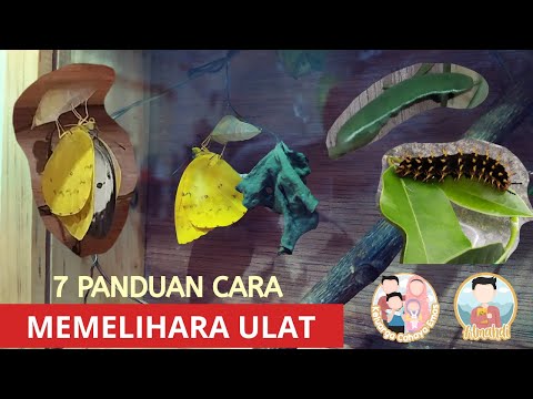 7 Cara Memelihara Ulat Menjadi Kupu-Kupu oleh Almahdi 5 Tahun | Hotel Ulat 1