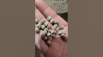 floating fish feed extruder machine test #extruder #machine #fishfeed