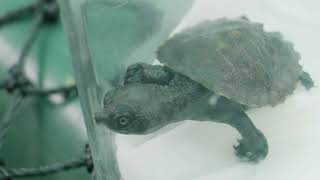 Turtle Release Day | Saw-shelled turtles by Currumbin Wildlife Hospital 273 views 3 years ago 41 seconds