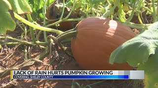 Drought and pumpkins