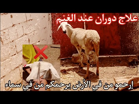 طريقة حصرية لعلاج الدوخة عند الأغنام بلاكي