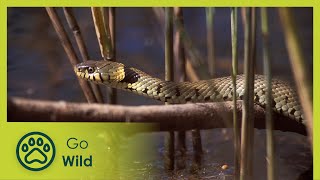 From the Border to the Foothills | Living River 1/ 2 | Go Wild