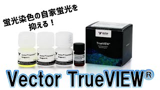 蛍光染色の際の自家蛍光を抑えます | Vector TrueVIEW